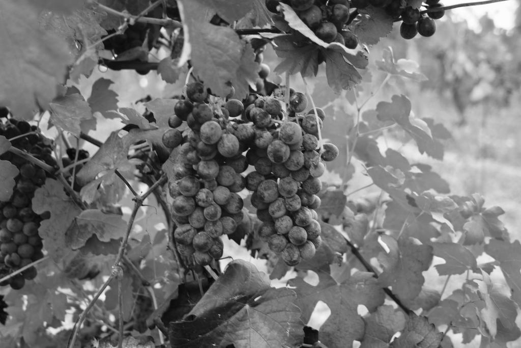 Azienda Agricola Garoglio Davide Alfiano Natta Exterior photo