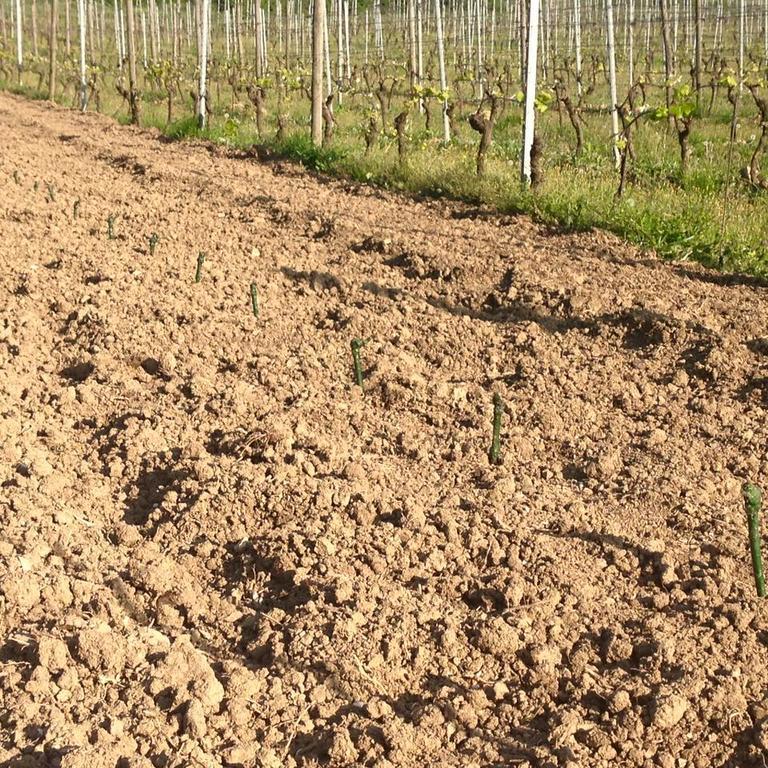 Azienda Agricola Garoglio Davide Alfiano Natta Exterior photo